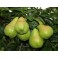 Poire William colis de 2Kg