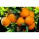 Orange à jus colis de 2Kg