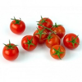 Tomate cerise rouge barquette 250gr