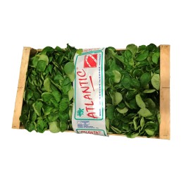 MACHE  grande feuille vrac NON LAV&Eacute;E 1 KG