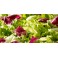 Sachet de salade composée / 500g - madisfrais.com