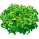 Salade Feuille de Chêne Verte - madisfrais.com