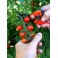 Colis de Tomates Cerises Grappes Rouges / 3 kg
