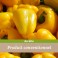 Poivron Jaune Nouvelle Récolte / 2Kg